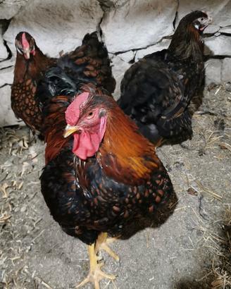 Coppia di Wyandotte oro orlo nero