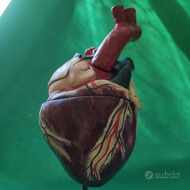 Cuore  anatomico in gesso