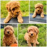 Cuccioli Barboncini toy maschi e femmine