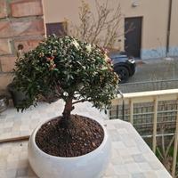Bonsai di mirto