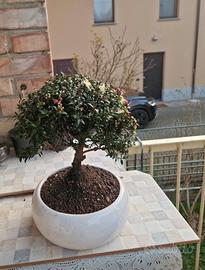 Bonsai di mirto