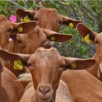 Capre Malaguena adulte sardegna