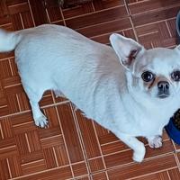 Femmina adulta con pedigree