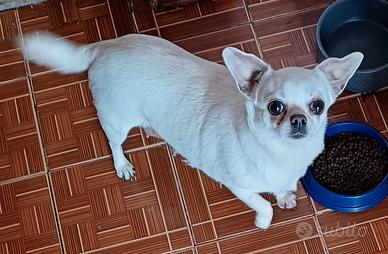 Femmina adulta con pedigree