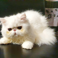 Gatti persiani ipertipici