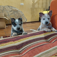 Cuccioli di Australian Cattle Dog