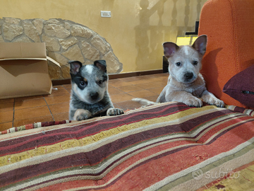 Cuccioli di Australian Cattle Dog