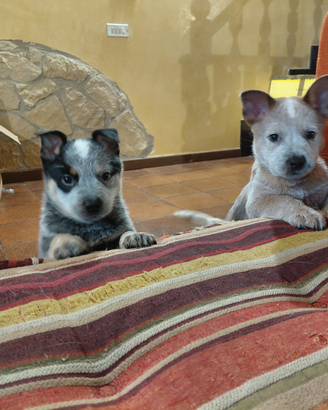 Cuccioli di Australian Cattle Dog