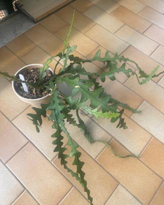 Pianta zig zag
