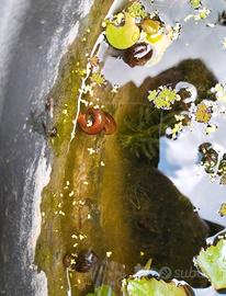 Lumache d'acqua per acquari e laghetti