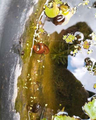Lumache d'acqua per acquari e laghetti
