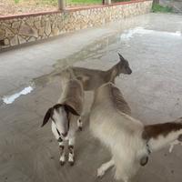 Animali