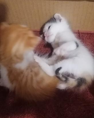 Gattini dolcissimi