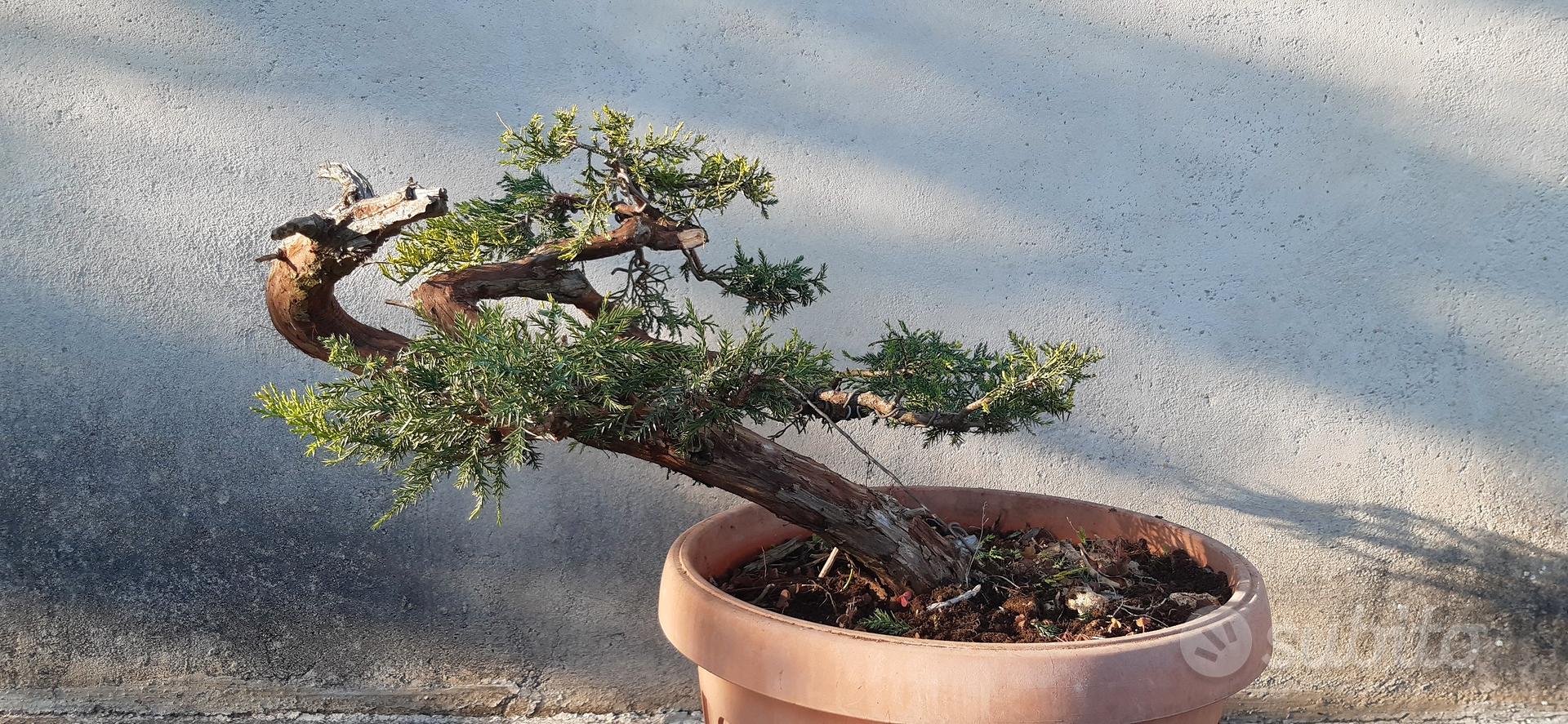 BONSAI PEPE CINESE altezza 40 Cm