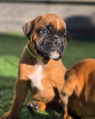 Cuccioli di Boxer