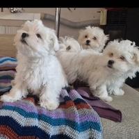 Cuccioli Maltese Mini Toy