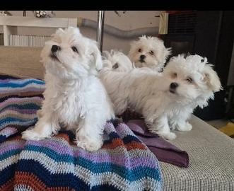 Cuccioli Maltese Mini Toy