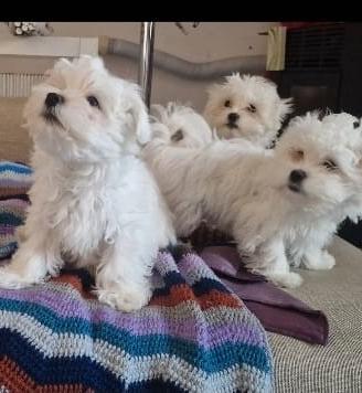 Cuccioli Maltese Mini Toy