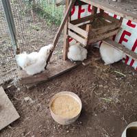 Moroseta un gallo e due galline giovani