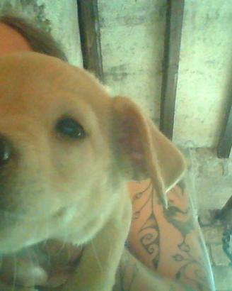 Cuccioli cane