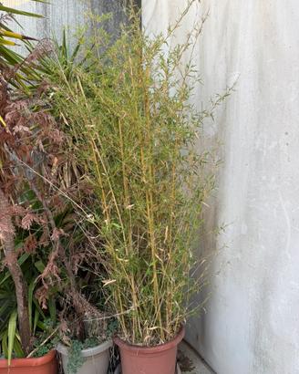 Piante bamboo tronchetti