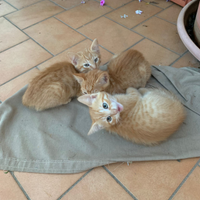 Gattino ROSSO con occhi verdi. 2 mesi