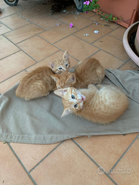 Gattino ROSSO con occhi verdi. 2 mesi