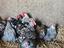 Immagine 12