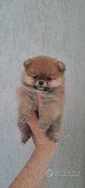 Cucciola femmina di pomerania mini toy