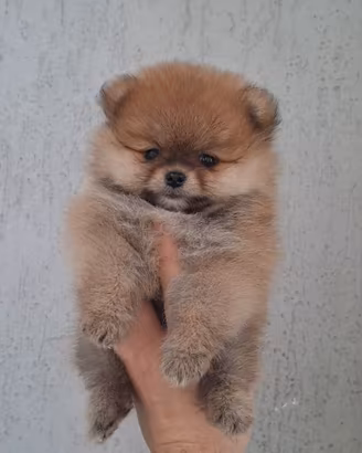 Cucciola femmina di pomerania mini toy