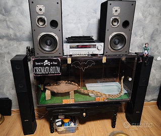 Boa colombiano coda rossa