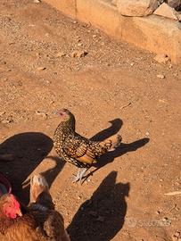 Gallina Sebright Oro
