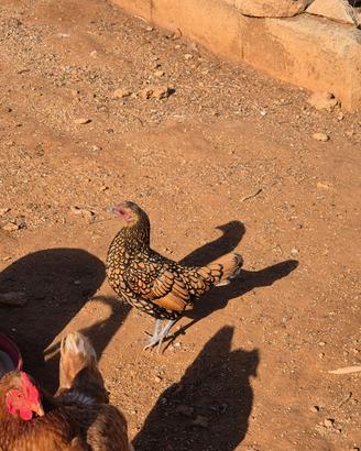 Gallina Sebright Oro