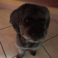 Animali