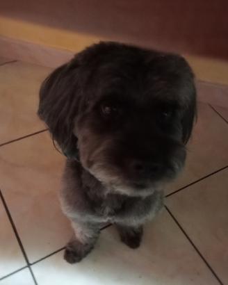 Animali