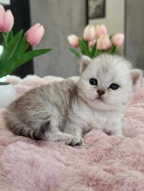 Gattino British Long Hair (Maschietto)