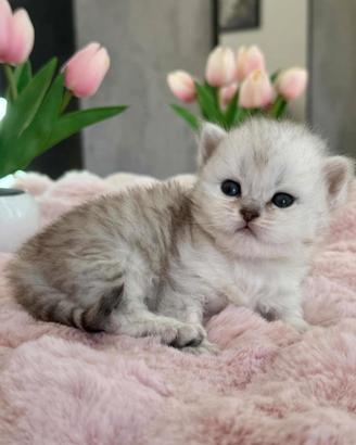 Gattino British Long Hair (Maschietto)