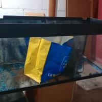 Acquario