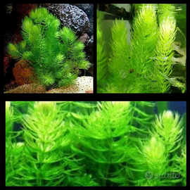 Ceratopyllium Denersum e tanto altro