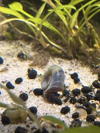 Lumache acquario