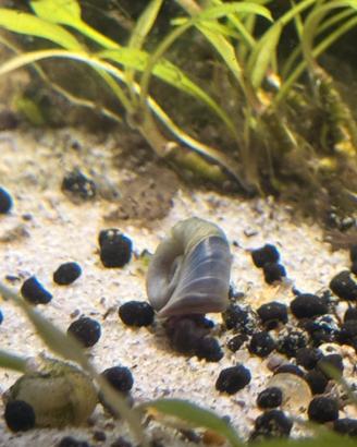 Lumache acquario