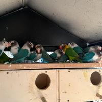 Pappagallini inseparabili con voliera completa