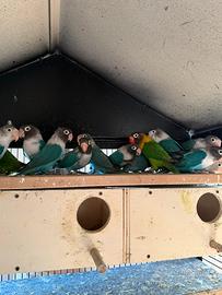 Pappagallini inseparabili con voliera completa