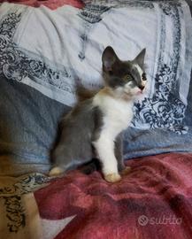 Gattino mix simil certosino pelo semilungo