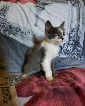 Gattino mix simil certosino pelo semilungo