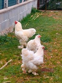 Coppia brahma bianco