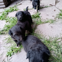 Cagnoline cane cani