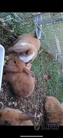 Cuccioli di coniglietto ariete