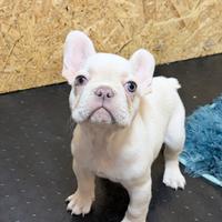 Cucciolo maschio bulldog francese platinum