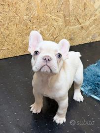 Cucciolo maschio bulldog francese platinum
